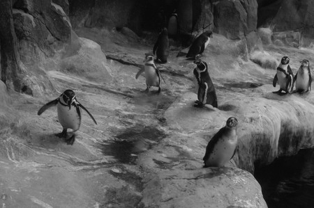 Из серии «Пингвины»