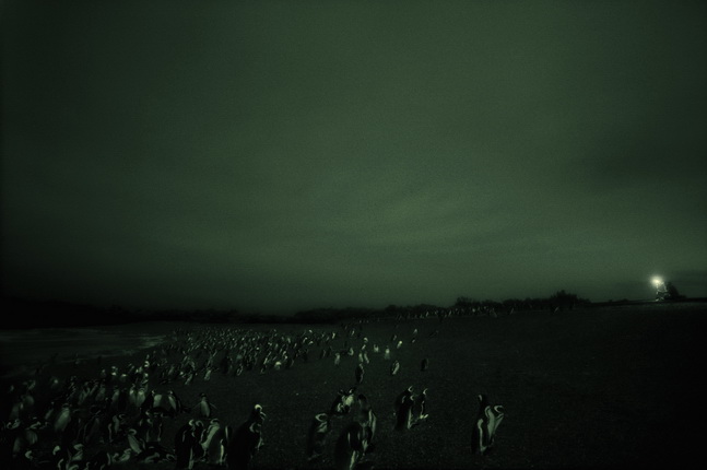 Philippe Parreno.
Speaking to the Penguins, 2007.
Color photograph under diasec.
Collection Philippe Cohen