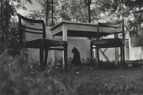Cats in the City of Grodnoс