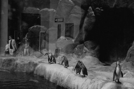Из серии «Пингвины»