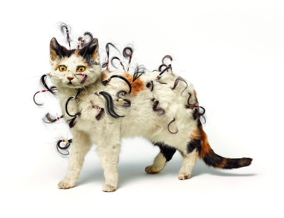 Colin Lowe.
You Will Never Forget Me.
2007.
Stuffed cat, hair, wood, cotton thread.
© DACS 2012 / RAO (Moscow) 2013