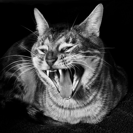 Жан-Батист Уин.
Кот, из серии «Животные», 2007
© Jean-Baptiste Huynh