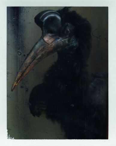 Black bird, 2015