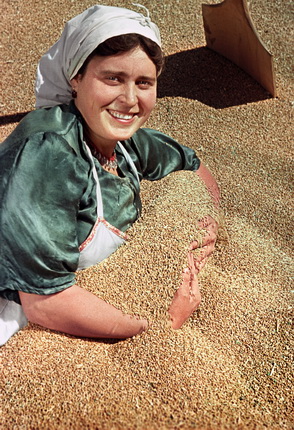 Yakov Ryumkin.
A bumper wheat harvest in the Novo-Alexandrovsk district of Stavropol region. Collective farm worker Anastasia Nikolaevna "hugs" the grain.
1951.
Ogoniok archive
