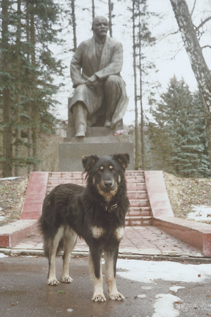 Из серии «Собаки и Москва»
