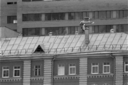 Из серии «Московская чайка у себя дома - портрет в интерьере»