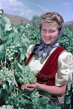 Semion Fridland.
“Koktebel” vineyards state farm. The leader of group Tanya Schukina at grape-gathering. 
1951. 
“Ogonyok” archive