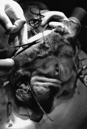 Из серии «Клиника ветеринарной хирургии доктора Камиля Галимова»