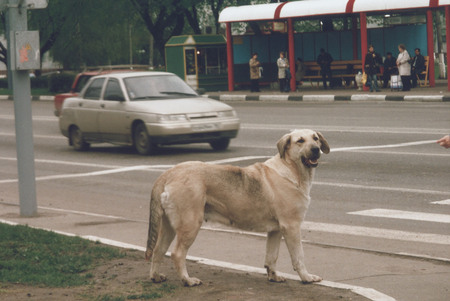 Из серии «Собаки и Москва»