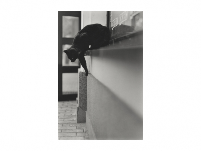 Natalia Bogdanovich, Sergei Pushkin.
Untitled. From the ‘Cats in the City of Grodno’ series.
Grodno, Belarus.
2006—2007
Gelatin silver print
Collection of the Multimedia Art Museum, Moscow