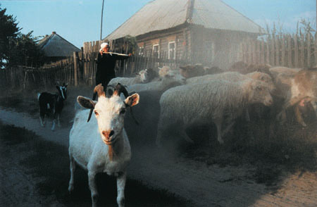 Yuri Lukin.
Goat. 
1996. 
Author’s property