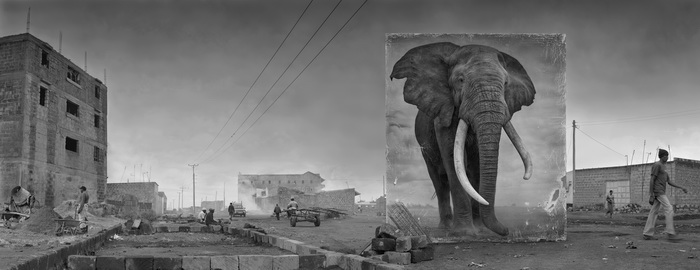 Nick Brandt.
Radio with elephant, 2014
© Nick Brandt