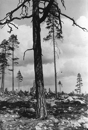 Alexander Rodchenko.
Karelia. 
1933