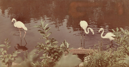 Елизавета Микулина.
Фламинго в зоопарке. 
1959. 
Музей «Московский Дом фотографии»