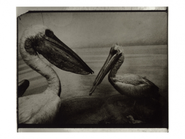 Sarah Moon. Pelicans. 2003. Courtesy of the artist