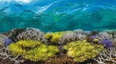 «В поисках кораллов: чем грозит изменение климата?». В рамках фестиваля 360°
