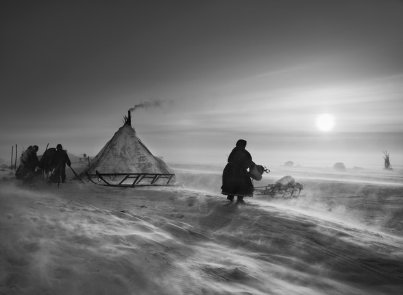 When the weather is particularly hostile, the Nenets and their reindeer may spend several days in the same place. 
North of the Ob River, inside the Arctic Circle. Yamal Peninsula. Siberia. Russia. 2011.
Photograph by Sebastião SALGADO / Amazonas images