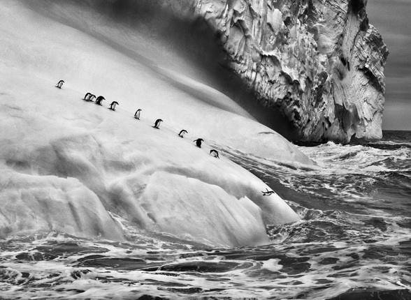 Антарктические пингвины (Pygoscelis antarctica) на айсберге между островом Заводовский и Высокий. Южные Сандвичевы острова. 2009.
Фотография Себастио Сальгадо / Amazonas images