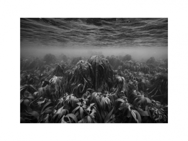 Nicolas Floc’h. Initium Maris. Laminaria, –6 m. From the ‘Productive Seascapes’ series, Molène island,
France, 2019. © ADAGP, Paris, 2020