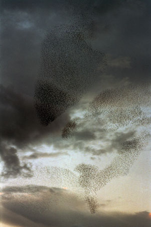 Celestino Spada.
From the “Flock of Birds” project