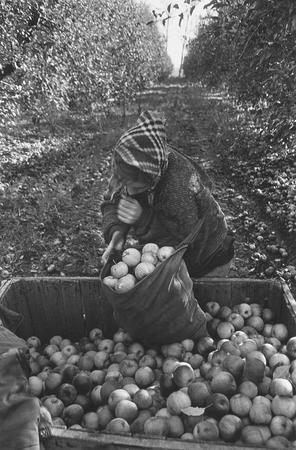 Vladimir Semin.
Gathering of apples. Timashevsk. 
October, 1997