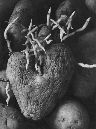 Agnès Varda. 
Heart potato. 1953.
From the series 