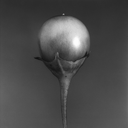 Jean-Baptiste Huynh.
Aubergine, from the series “Nature”, 1998
© Jean-Baptiste Huynh