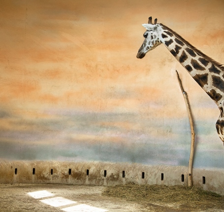 Eric Pillot. Giraffe and light. From the series ‘In Situ’, 2012
© Eric Pillot