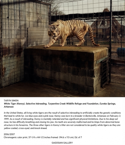 Taryn Simon.
White Tiger (Kenny), Selective Inbreeding, Turpentine Creek Wildlife Refuge and Foundation, Eureka. Springs, Arkansas. 2006/2007.
Chromogenic print.
37 ¼ x 44 ½ in.
© Taryn Simon. Courtesy Gagosian Gallery

In the United States, all living white tigers are the result of selective inbreeding to artificially create the genetic conditions that lead to white fur, ice-blue eyes and a pink nose. Kenny was born to a breeder in Bentonville, Arkansas on February 3, 1999. As a result of inbreeding, Kenny is mentally retarded and has significant physical limitations. Due to his deep-set nose, he has difficulty breathing and closing his jaw, his teeth are severely malformed and he limps from abnormal bone structure in his forearms. The three other tigers in Kenny’s litter are not considered to be quality white tigers as they are yellow-coated, cross-eyed, and knock-kneed.

© 2007. Taryn Simon / Courtesy Steidl / Gagosian