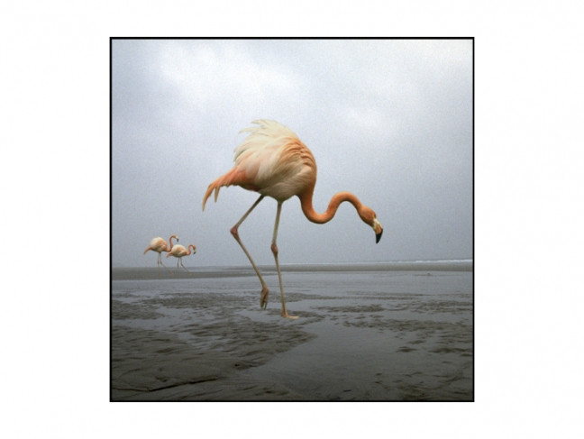 Frank Horvat.
Flamingo.
1994
© Frank Horvat / Collection of the Multimedia Art Museum, Moscow