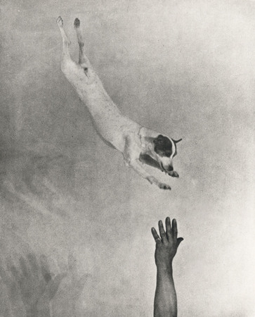 Martin Munkacsi.
Jumping fox terrier. Germany.
In: Die Dame 15/1932.
Later Print.
About 1930.
Courtesy: The Estate of Martin Munkacsi