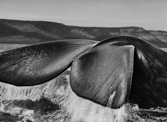 Southern Right whales (Eubalaena australis), drawn to the Valdés Peninsula because of the shelter provided by its two gulfs, the Golfo San José and the Golfo Nuevo, often navigate with their tails upright in the water. 
Valdés Peninsula, Argentina. 2004.
Photograph by Sebastião SALGADO / Amazonas images