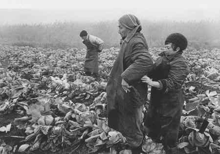 Vladimir Semin.
Gathering of cabbage. Village Staroderevyankovskaya. 
November, 1997
