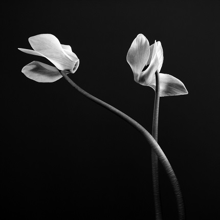 Jean-Baptiste Huynh.
Cyclamens, from the series “Nature”, 1998
© Jean-Baptiste Huynh