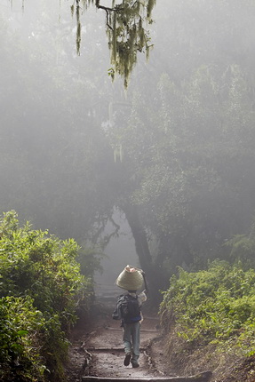 Стив Ремих.
Путь проводника через тропический лес из лагеря Мадара.
Июнь, 2014